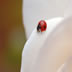 Ladybird