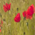 Poppies